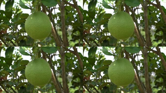 树上的苦橙青柚未成熟的柚子树上的苦橙