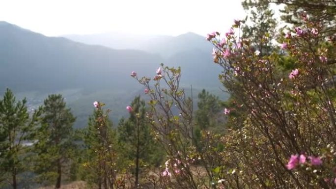 山景景观。山坡上盛开粉红色花朵的灌木丛