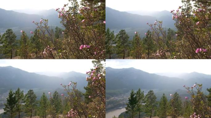 山景景观。山坡上盛开粉红色花朵的灌木丛