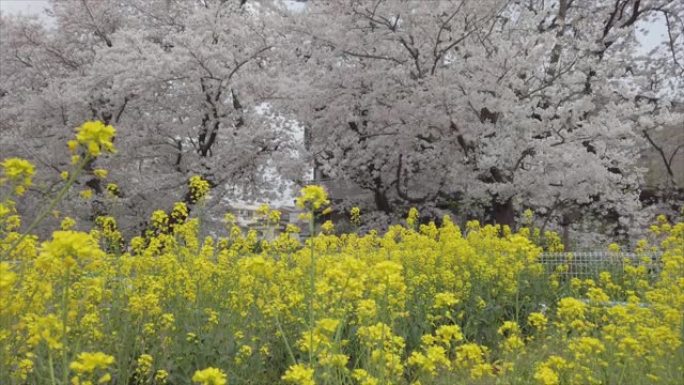 一排樱花树