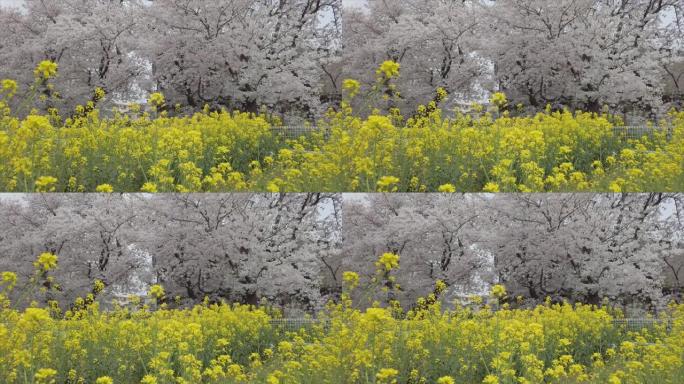 一排樱花树