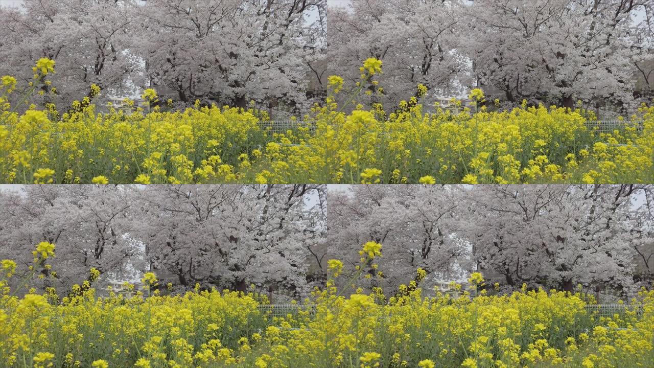 一排樱花树