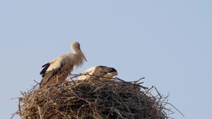 一群鹳在蓝天下的巢穴中。鸟类家庭筑巢。自然观。4k