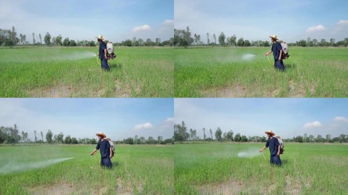 稻田上的农民喷雾器除草剂