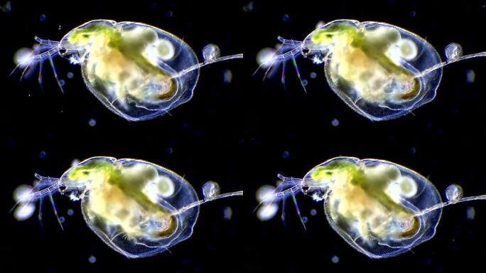 水蚤-显微视图小动物生物蜱虫