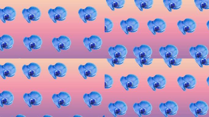 在粉红色背景上移动的一排排蓝色花朵的组成
