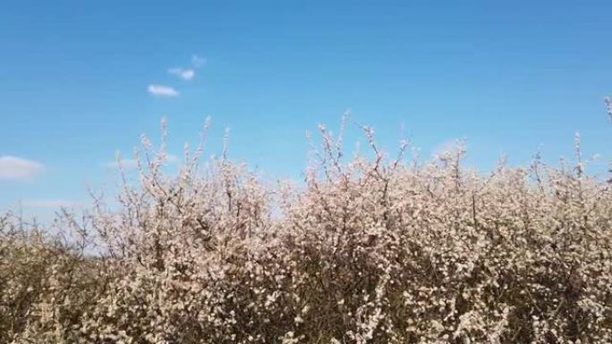 野白花丛在春风中移动白天盘左向右