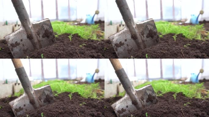 用铲子挖绿肥植物的土壤