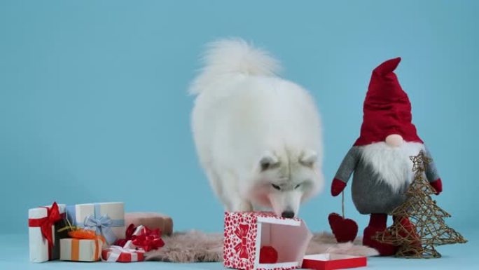 萨摩耶德 (Samoyed) 坐在毯子上，周围是蓝色背景下的圣诞节礼物。宠物升起，用红色橡胶球翻过其