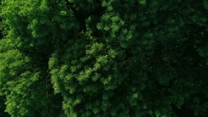 绿色森林鸟瞰图自然和平冥想