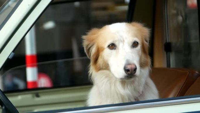 金毛猎犬从车窗向外看