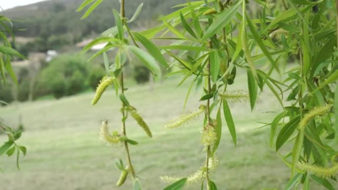 美丽的垂柳 (巴比伦柳树) 枝条，枝叶细腻，柳絮幼小