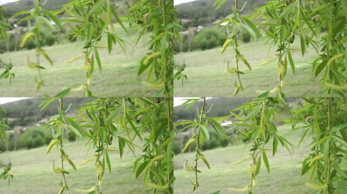 美丽的垂柳 (巴比伦柳树) 枝条，枝叶细腻，柳絮幼小