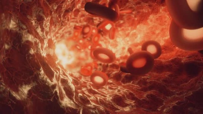 红细胞穿过血管。无缝循环3d渲染