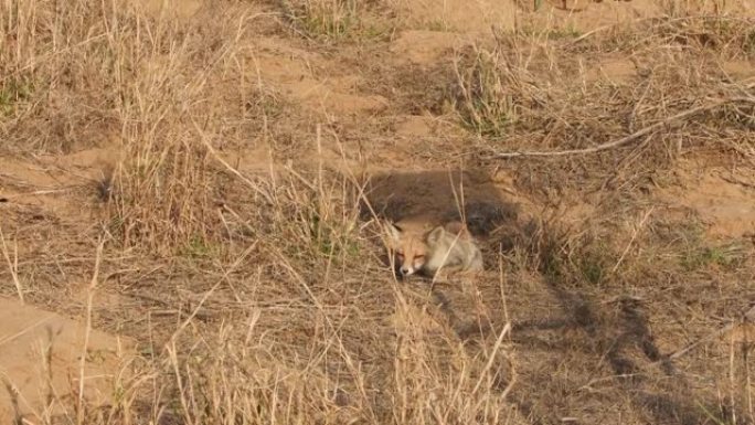 在印度中部森林的户外丛林狩猎中，白脚狐狸或沙漠狐或vulpes vulpes pusilla宽射