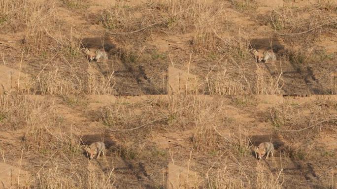 在印度中部森林的户外丛林狩猎中，白脚狐狸或沙漠狐或vulpes vulpes pusilla宽射