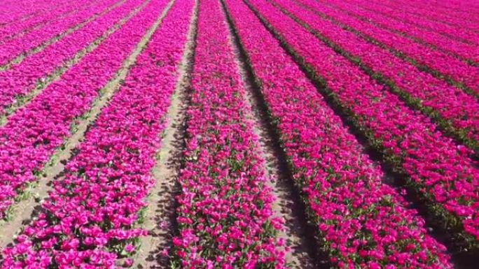 郁金香场，荷兰数以百万计的红色和粉红色郁金香由无人机拍摄