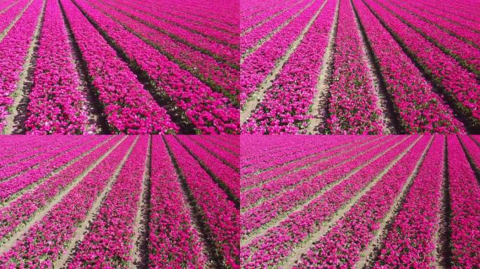 郁金香场，荷兰数以百万计的红色和粉红色郁金香由无人机拍摄