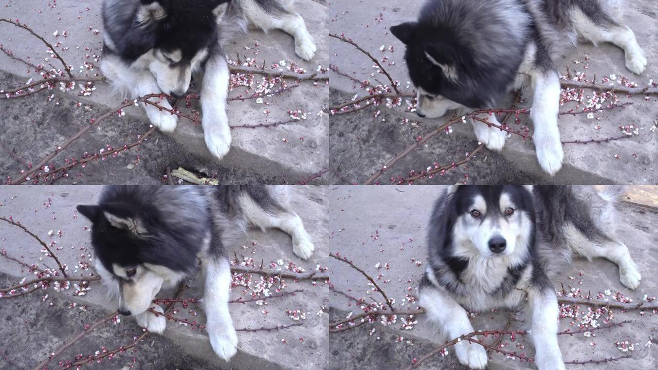 哈士奇狗在水泥路上咬杏枝，吃花特写