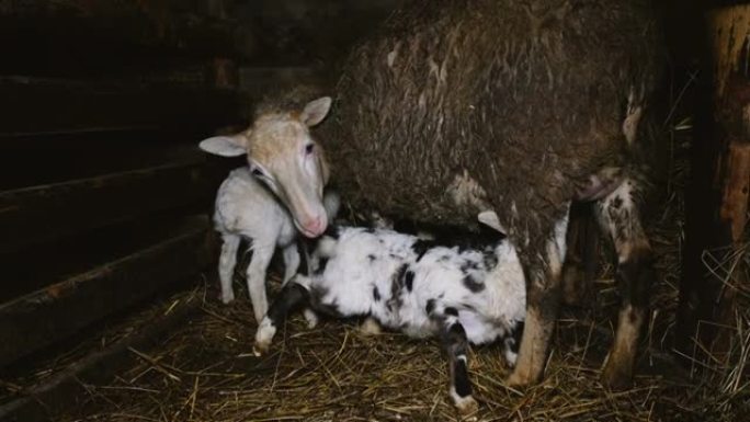 绵羊在4k的稳定中产下羔羊