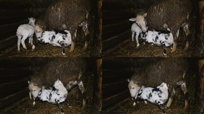 绵羊在4k的稳定中产下羔羊