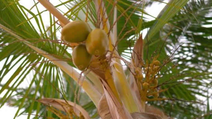 椰子以4k慢动作60fps生长在棕榈树上