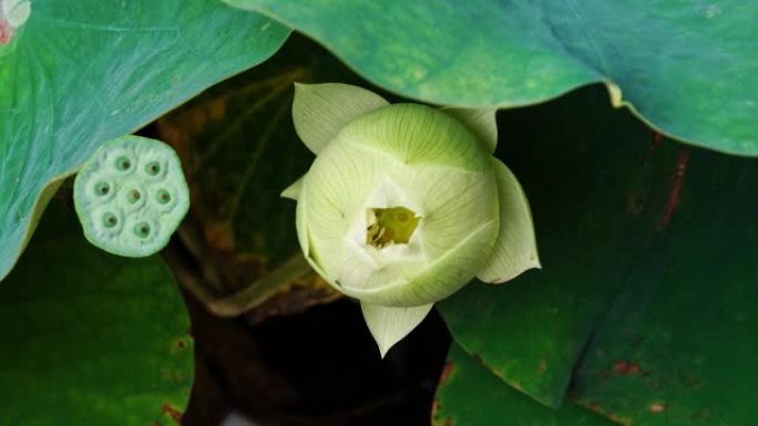 盛开的白莲花从芽到盛开的4k延时镜头，特写b卷镜头顶视图变焦效果。