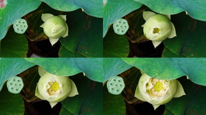 盛开的白莲花从芽到盛开的4k延时镜头，特写b卷镜头顶视图变焦效果。