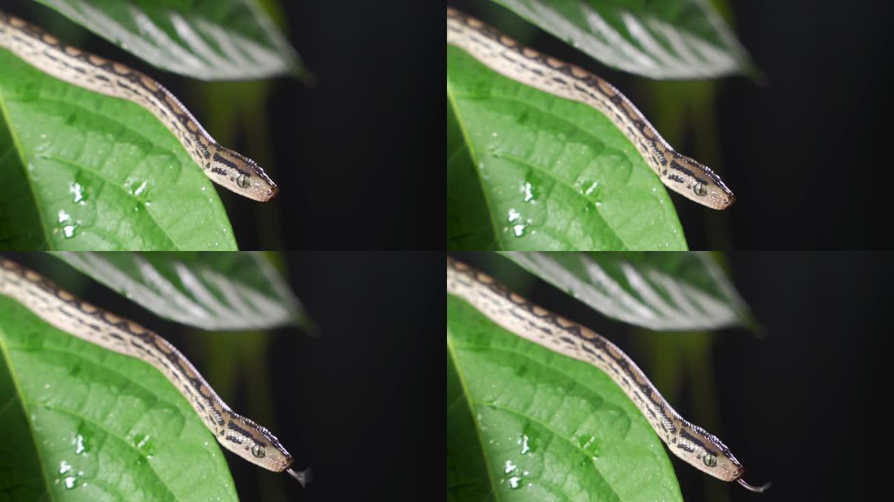 在叶子上选择性聚焦灰色宠物鼠蛇的特写镜头
