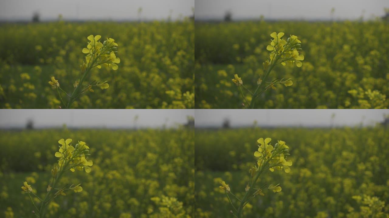 绿色叶子背景下的黄色芥末花芽。黄色花朵背景。慢动作视频。