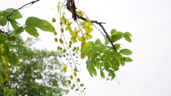 决明子瘘管被称为金雨树黄花在风中摇曳。孤立白色背景下的黄花。慢动作视频。