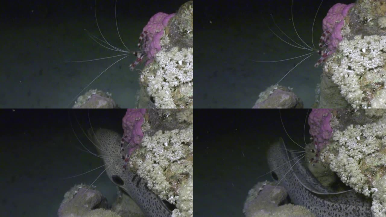 在红海寻找食物的危险海鳗的尾巴。