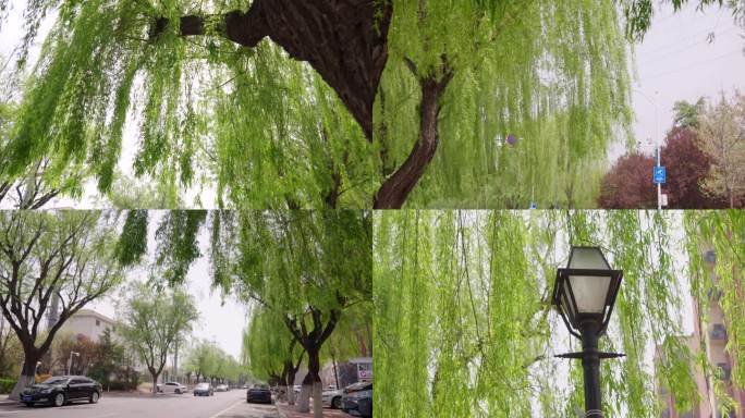 春天城市街道两边的柳树