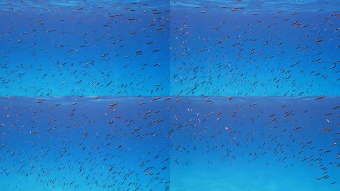 一大群小鱼在蓝色水面下游泳。海洋中的水下生物。