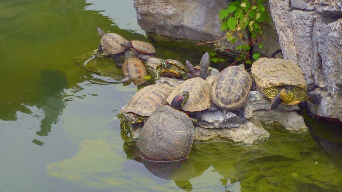 乌龟晒太阳、放生池