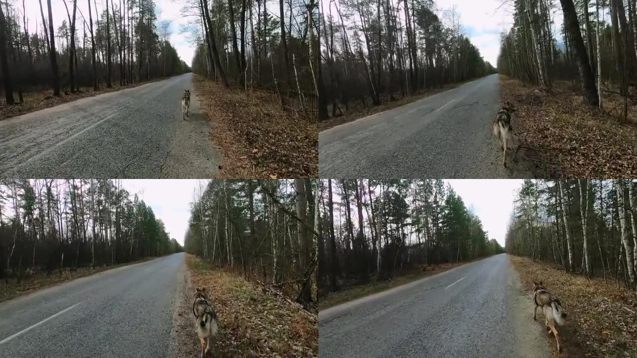 捷克斯洛伐克狼狗在路上奔跑