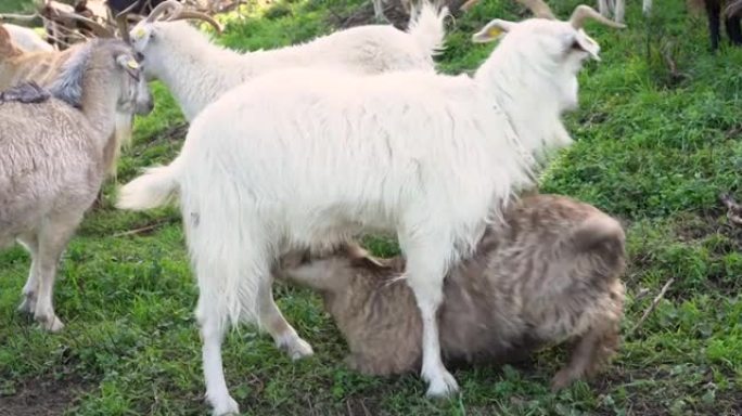 美丽的棕色绒山羊幼崽从白色多毛的母亲那里繁殖