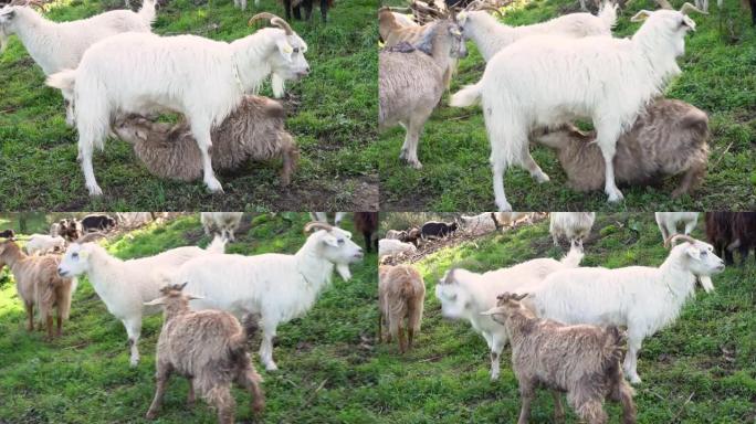 美丽的棕色绒山羊幼崽从白色多毛的母亲那里繁殖
