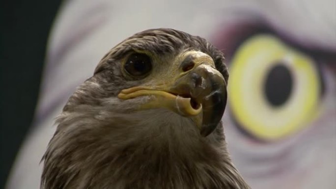 一只喙畸形的秃鹰的特写镜头。阿拉斯加的野生动物。