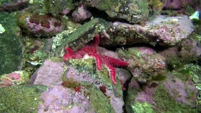 巴伦支海海底的红星。