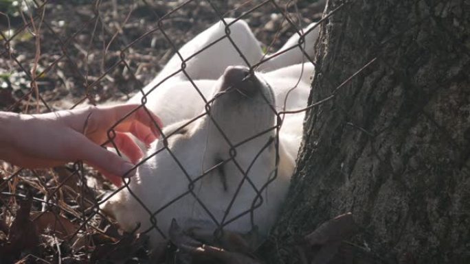 一个女人的手抚摸着一只白色的日光浴狗穿过栅栏。