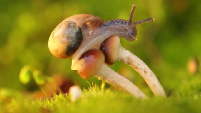 蜗牛爬到蘑菇上。