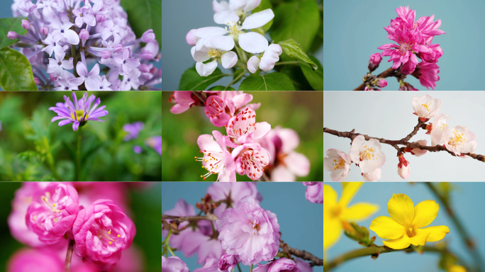 春天春分春暖花开百花齐放各种花开延时