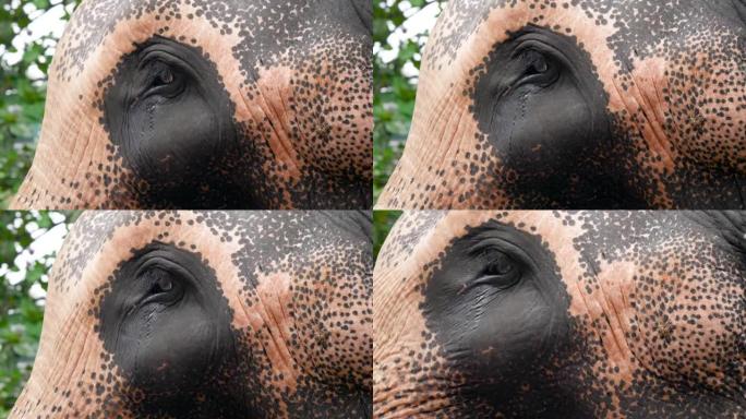 特写4k视频，印度大象的眼睛充满了泪水。动物情感和情感的概念