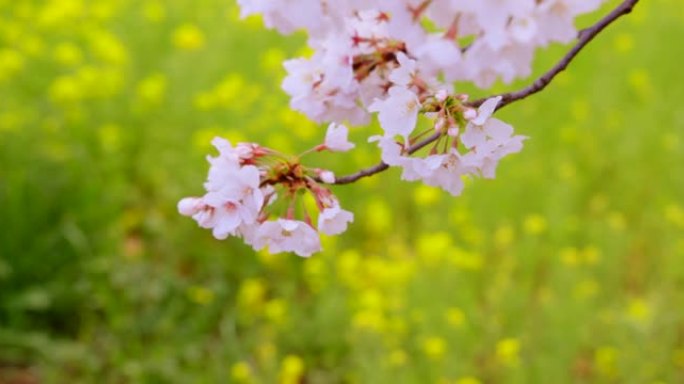 盛开的樱花和油菜花