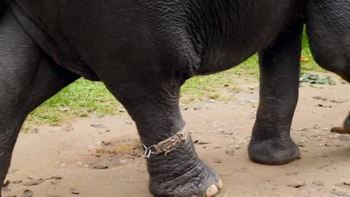 4k脚链着腿走路的印度象的镜头。虐待和残酷对待动物的概念。锁链大象。