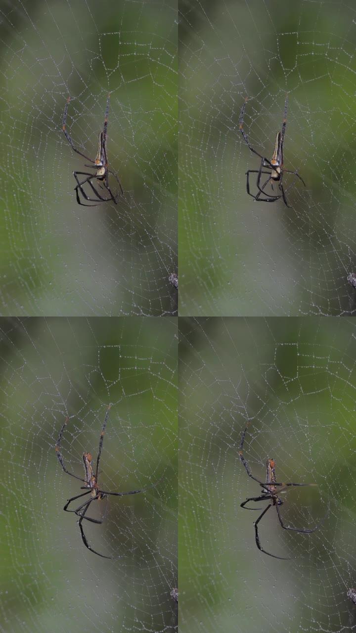 蛛网上的金丝球织布蜘蛛。