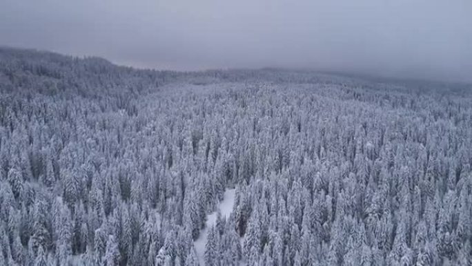 冬天在白雪覆盖的松树林地上空飞行。在山里滑雪度假。