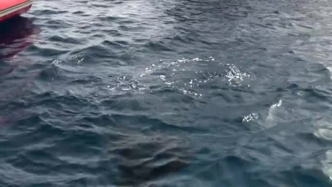 女潜水员潜入红海水下的鳍状肢。