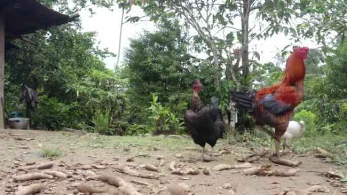 在南美厄瓜多尔一个农场的后院，一只自由放养的公鸡在鸡之间行走之后